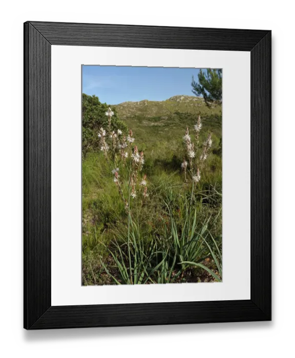 Framed Print : Common asphodel (Asphodelus aestivus) in flower, Parc Natural de la Peninsula de Llevant, Majorca, Balearic Islands. April