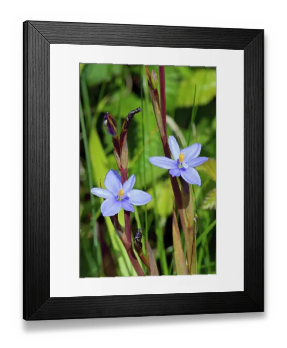 Framed Print : Blue corn-lily (Aristea ecklonii) in flower, naturalised, Tresco, Isles of Scilly, UK. May