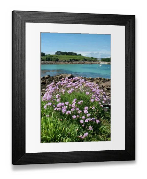 Framed Print : Sea thrift (Armeria maritima) in flower, Gugh, St Agnes, Isles of Scilly, UK. May Framed Print : Sea thrift (Armeria maritima) in flower, Gugh, St Agnes, Isles of Scilly, UK. May
