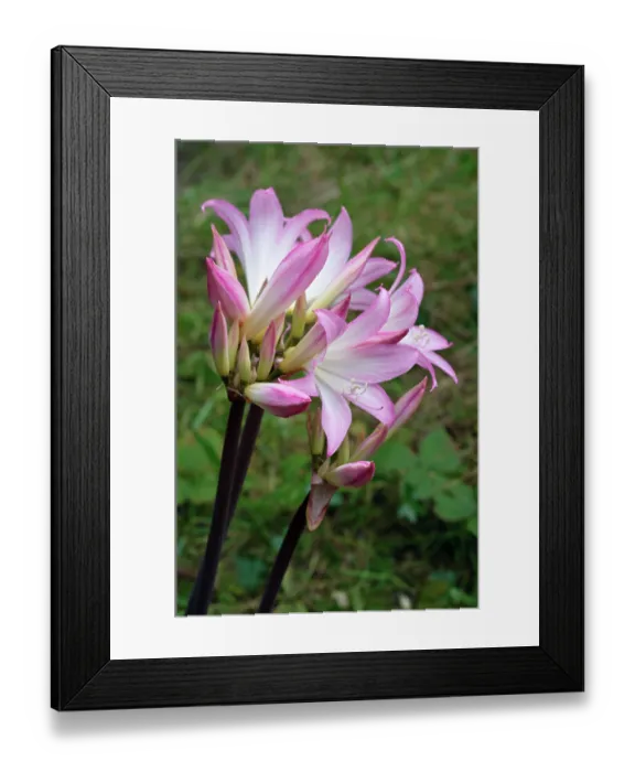 Framed Print : Jersey lily (Amaryllis belladonna) in flower, escape from cultivation, St Mary's, Isles of Scilly, UK. September Framed Print : Jersey lily (Amaryllis belladonna) in flower, escape from cultivation, St Mary's, Isles of Scilly, UK. September