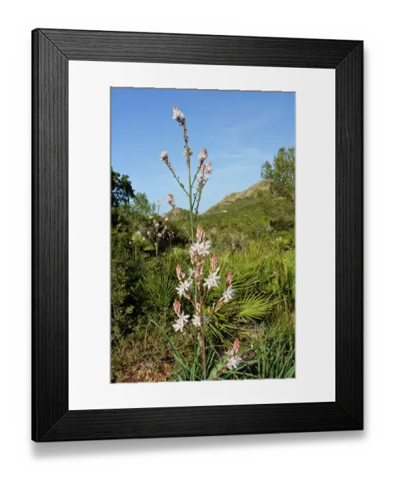 Framed Print : Common asphodel (Asphodelus aestivus) in flower, Parc Natural de la Peninsula de Llevant, Majorca, Balearic Islands. April