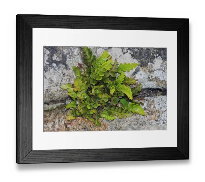 Framed Print : Sea spleenwort (Asplenium marinum) growing in cracks of stone wall, St Mary's, Isles of Scilly, UK. May