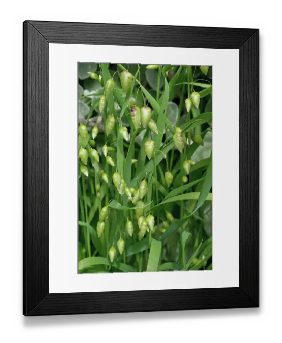 Framed Print : Greater quaking-grass (Briza maxima), St Mary's, Isles of Scilly, UK. May Framed Print : Greater quaking-grass (Briza maxima), St Mary's, Isles of Scilly, UK. May