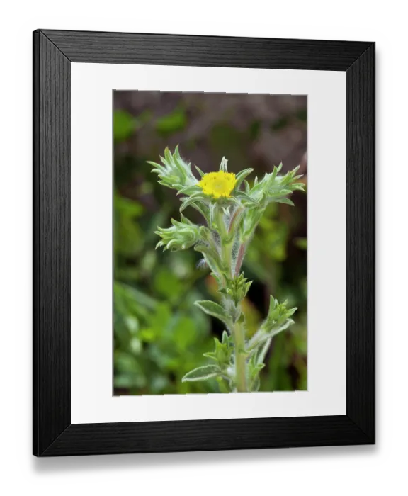 Framed Print : Golden-star (Asteriscus aquaticus) in flower, Via Verde, Manacor to Arta, Majorca, Balearic Islands. April