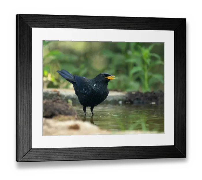 Framed Print : Blue whistling-thrush (Myophonus caeruleus) portrait, Sattal, Uttarakhand, India Framed Print : Blue whistling-thrush (Myophonus caeruleus) portrait, Sattal, Uttarakhand, India