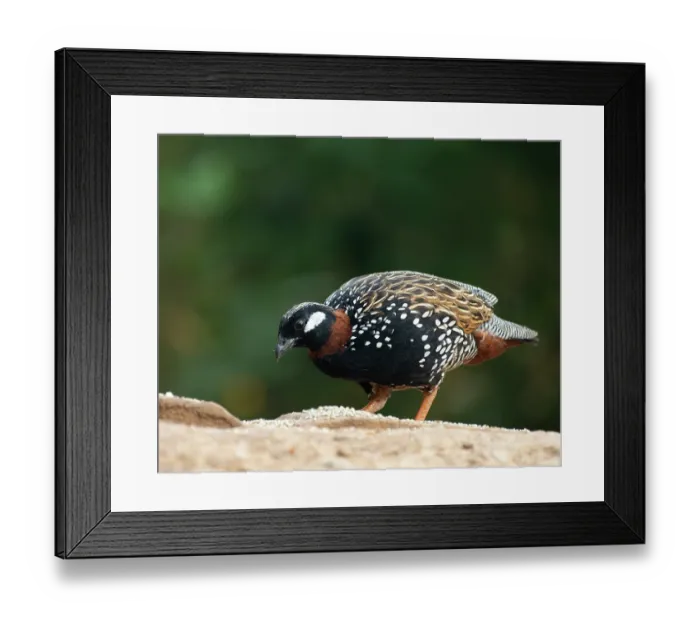 Framed Print : Black francolin (Francolinus francolinus) male, portrait, Sattal, Uttarakhand, India Framed Print : Black francolin (Francolinus francolinus) male, portrait, Sattal, Uttarakhand, India