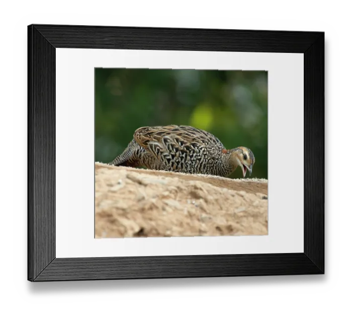 Framed Print : Black francolin (Francolinus francolinus) female, resting and feeding, Sattal, Uttarakhand, India Framed Print : Black francolin (Francolinus francolinus) female, resting and feeding, Sattal, Uttarakhand, India