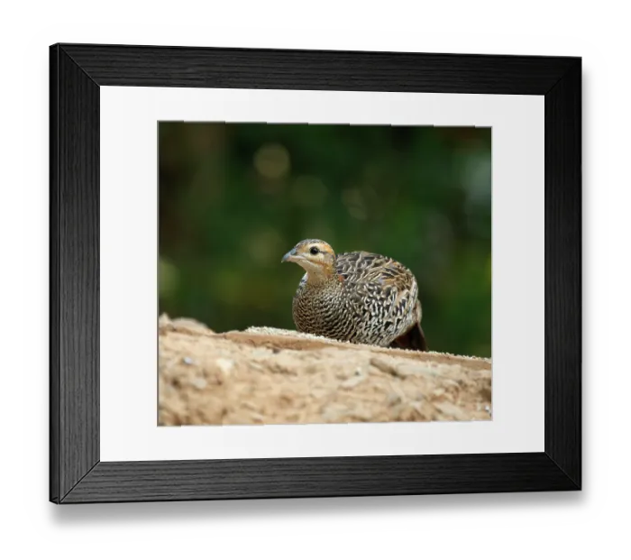 Framed Print : Black francolin (Francolinus francolinus) female, resting, Sattal, Uttarakhand, India Framed Print : Black francolin (Francolinus francolinus) female, resting, Sattal, Uttarakhand, India