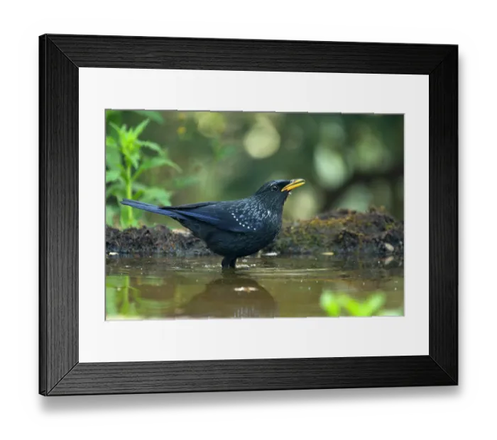 Framed Print : Blue whistling-thrush (Myophonus caeruleus) standing in shallow pool, Sattal, Uttarakhand, India Framed Print : Blue whistling-thrush (Myophonus caeruleus) standing in shallow pool, Sattal, Uttarakhand, India