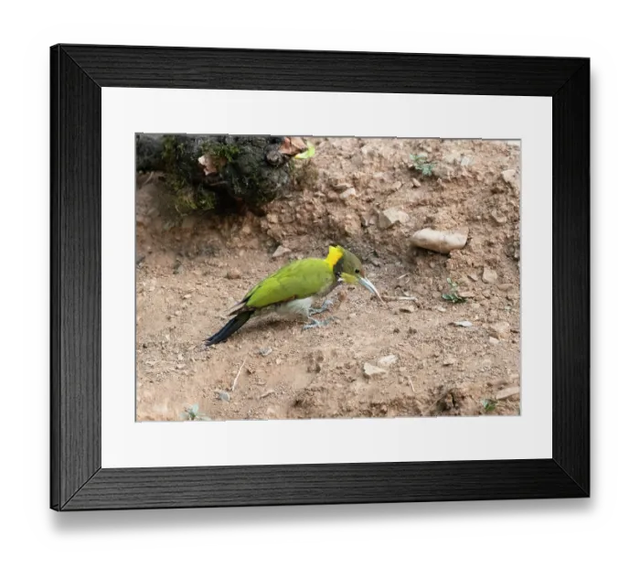 Framed Print : Greater yellownape (Chrysophlegma flavinucha) male, standing on the ground, Sattal, Uttarakhand, India Framed Print : Greater yellownape (Chrysophlegma flavinucha) male, standing on the ground, Sattal, Uttarakhand, India
