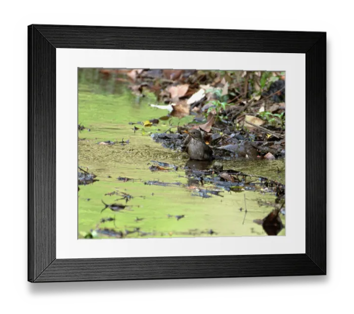 Framed Print : Gray winged blackbird (Turdus boulboul) female, standing in shallow pool, Sattal, Uttarakhand, India Framed Print : Gray winged blackbird (Turdus boulboul) female, standing in shallow pool, Sattal, Uttarakhand, India