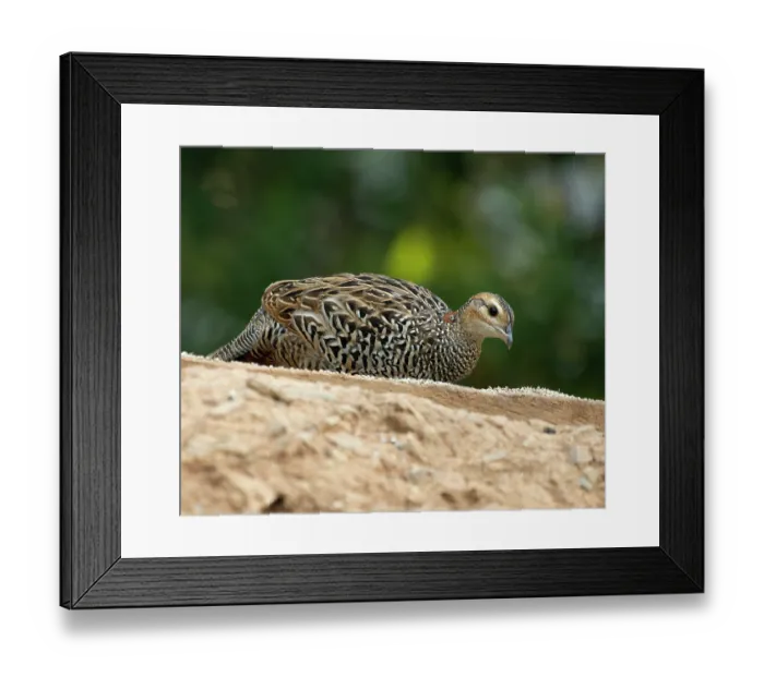 Framed Print : Black francolin (Francolinus francolinus) female, resting, Sattal, Uttarakhand, India Framed Print : Black francolin (Francolinus francolinus) female, resting, Sattal, Uttarakhand, India
