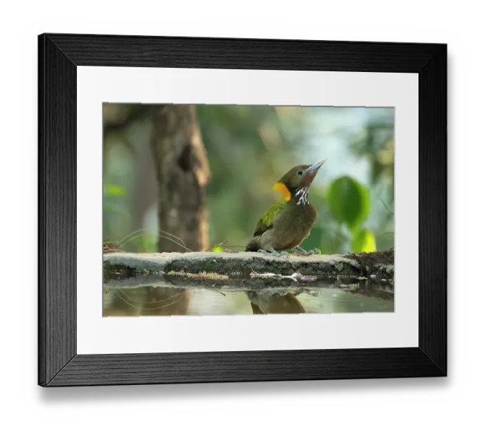 Framed Print : Greater yellownape (Chrusophlegma flavinucha) male, perched at edge of pool, Sattal, Uttarakhand, India
