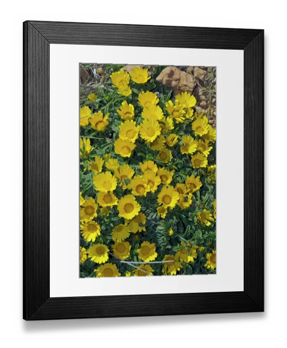 Framed Print : Sea daisy (Asteriscus maritimus) in flower, Cala Ratjada, Majorca, Balearic Islands. April Framed Print : Sea daisy (Asteriscus maritimus) in flower, Cala Ratjada, Majorca, Balearic Islands. April