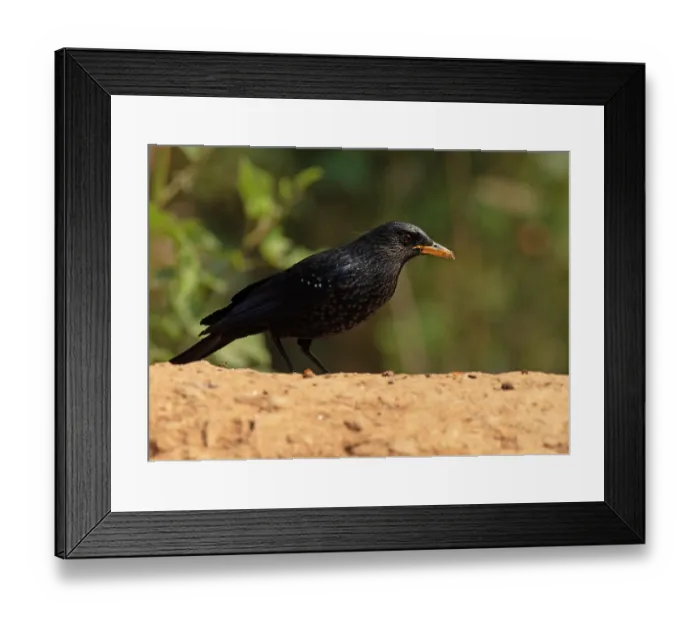 Framed Print : Blue whistling-thrush (Myophonus caeruleus) portrait, Sattal, Uttarakhand, India Framed Print : Blue whistling-thrush (Myophonus caeruleus) portrait, Sattal, Uttarakhand, India