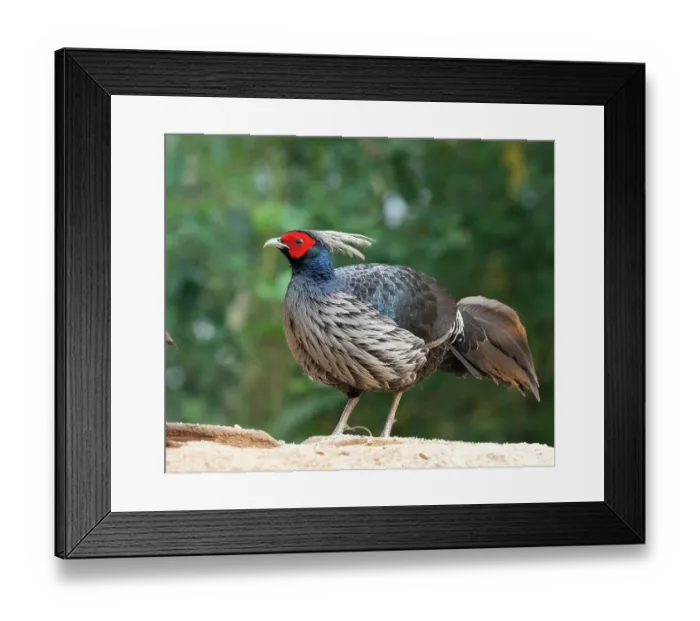 Framed Print : RF - Kalij pheasant (Lophura leucomelanos) male, portrait, Sattal, Uttarakhand, India. (This image may be licensed either as rights managed or royalty free.) Framed Print : RF - Kalij pheasant (Lophura leucomelanos) male, portrait, Sattal, Uttarakhand, India. (This image may be licensed either as rights managed or royalty free.)