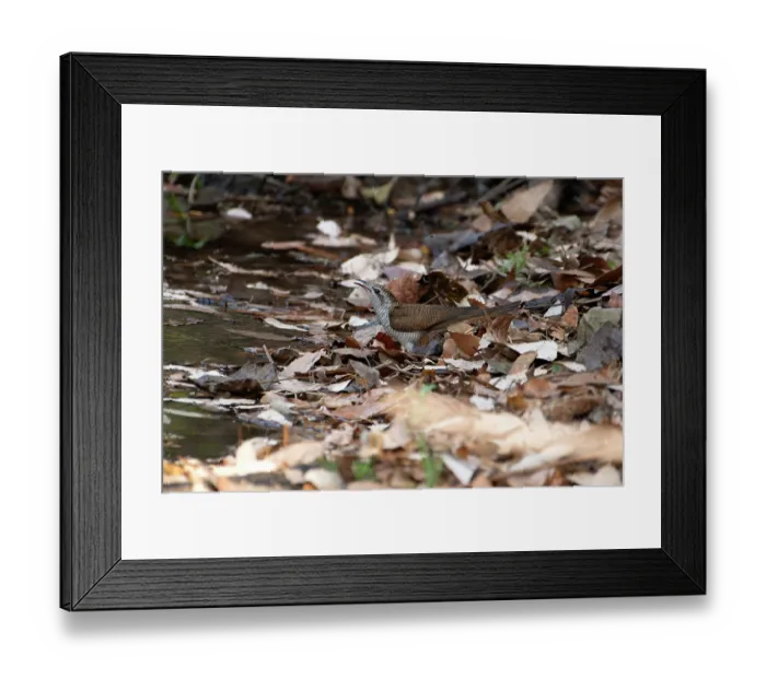 Framed Print : Banded bay cuckoo (Cacomantis sonneratii) standing on the ground among dried leaves and calling, Sattal, Uttarakhand, India Framed Print : Banded bay cuckoo (Cacomantis sonneratii) standing on the ground among dried leaves and calling, Sattal, Uttarakhand, India
