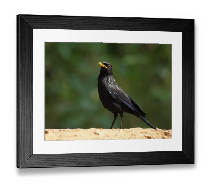 Framed Print : Blue whistling-thrush (Myophonus caeruleus) portrait, Sattal, Uttarakhand, India Framed Print : Blue whistling-thrush (Myophonus caeruleus) portrait, Sattal, Uttarakhand, India