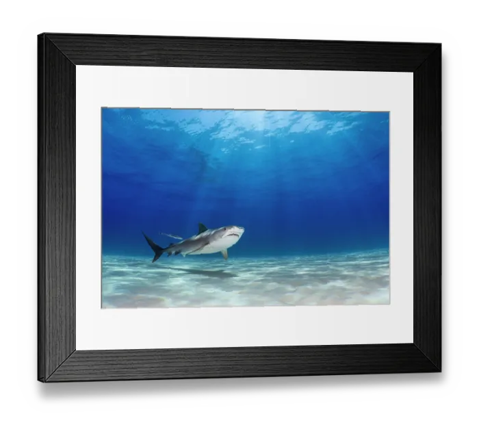Framed Print : RF - Tiger shark (Galeocerdo cuvier) swimming over a shallow sand bank with sun beams behind, Little Bahama Bank, Grand Bahama Island, Bahamas, Atlantic Ocean Framed Print : RF - Tiger shark (Galeocerdo cuvier) swimming over a shallow sand bank with sun beams behind, Little Bahama Bank, Grand Bahama Island, Bahamas, Atlantic Ocean