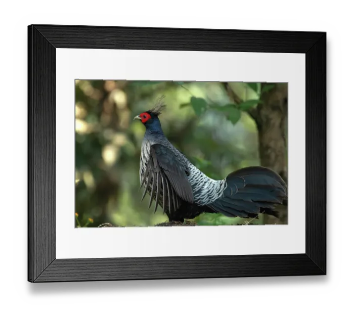 Framed Print : Kalij pheasant (Lophura leucomelanos) male, portrait, Sattal, Uttarakhand, India Framed Print : Kalij pheasant (Lophura leucomelanos) male, portrait, Sattal, Uttarakhand, India