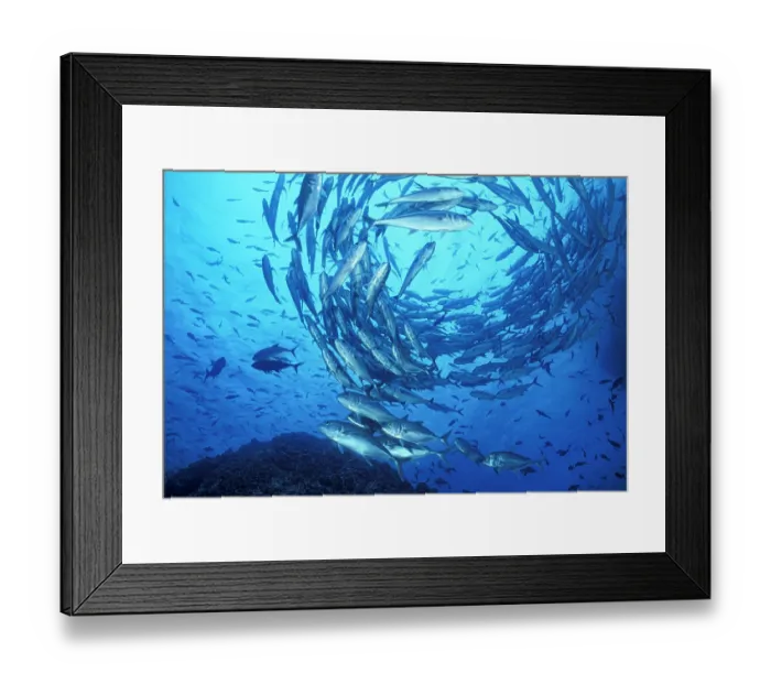 Framed Print : Schooling Bigeye jacks (Caranx sexfasciatus), Cocos Island, Costa Rica, Pacific Ocean. This species schools for protection, predation and mating Framed Print : Schooling Bigeye jacks (Caranx sexfasciatus), Cocos Island, Costa Rica, Pacific Ocean. This species schools for protection, predation and mating