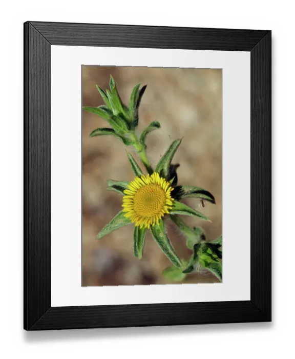 Framed Print : Golden-star (Asteriscus aquaticus) in flower, Via Verde, Manacor to Arta, Majorca, Balearic Islands. April Framed Print : Golden-star (Asteriscus aquaticus) in flower, Via Verde, Manacor to Arta, Majorca, Balearic Islands. April