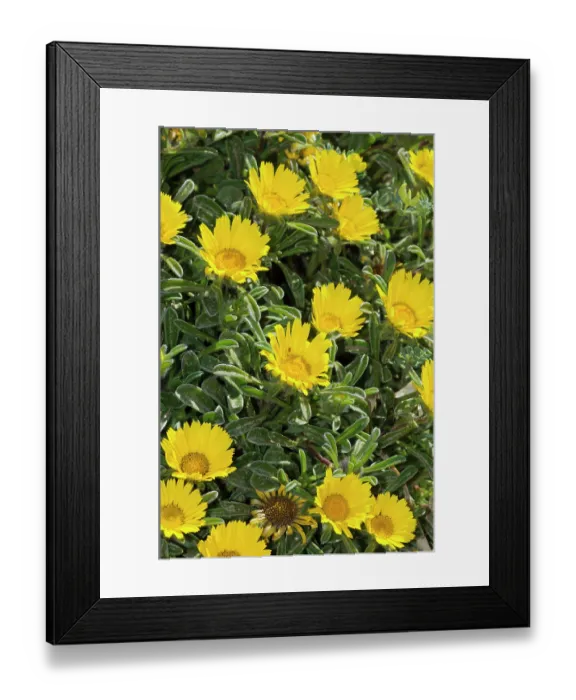 Framed Print : Sea daisy (Asteriscus maritimus) in flower, Cala Ratjada, Majorca, Balearic Islands. April Framed Print : Sea daisy (Asteriscus maritimus) in flower, Cala Ratjada, Majorca, Balearic Islands. April