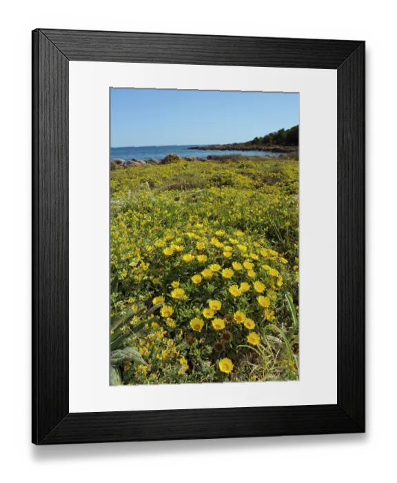 Framed Print : Sea daisy (Asteriscus maritimus) in flower, Cala Ratjada, Majorca, Balearic Islands. April Framed Print : Sea daisy (Asteriscus maritimus) in flower, Cala Ratjada, Majorca, Balearic Islands. April