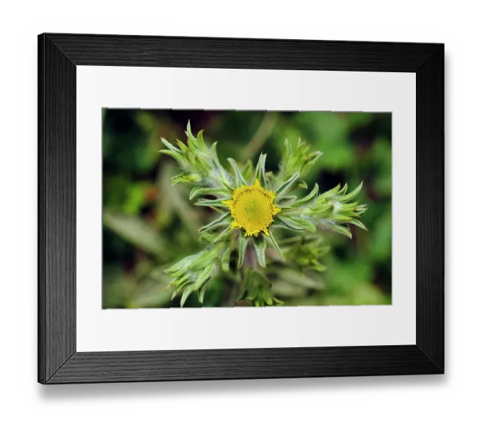 Framed Print : Golden-star (Asteriscus aquaticus) in flower, Arta to Capdepera, Majorca, Balearic Islands. April Framed Print : Golden-star (Asteriscus aquaticus) in flower, Arta to Capdepera, Majorca, Balearic Islands. April