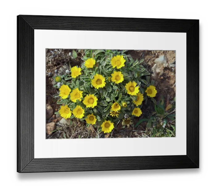 Framed Print : Sea daisy (Asteriscus maritimus) in flower, Cala Ratjada, Majorca, Balearic Islands. April
