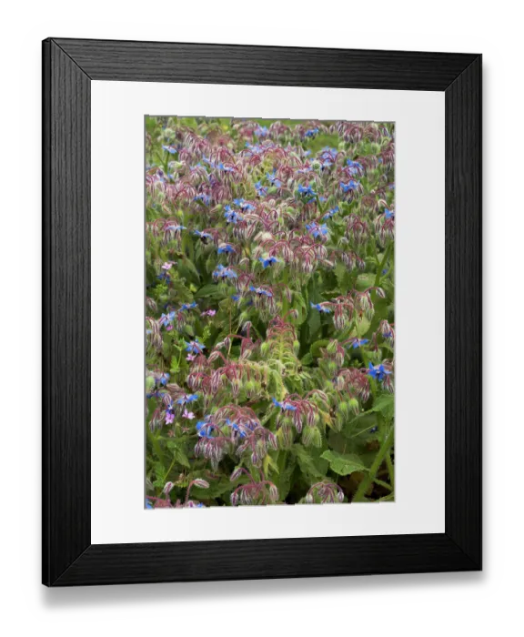 Framed Print : Borage (Borago officinalis) in flower, Arta to Capdepera, Majorca, Balearic Islands. April Framed Print : Borage (Borago officinalis) in flower, Arta to Capdepera, Majorca, Balearic Islands. April