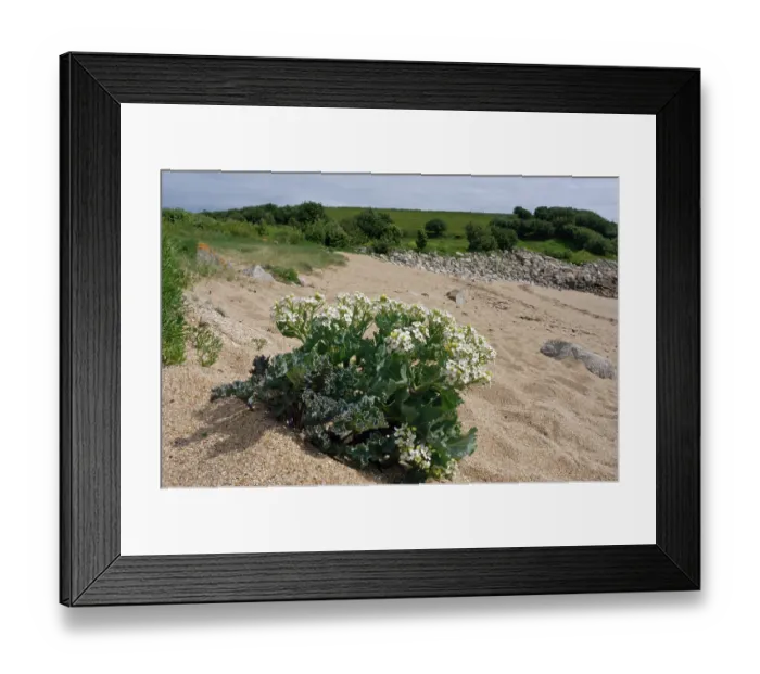 Framed Print : Sea-kale (Crambe maritima) in flower on beach, St Mary's, Isles of Scilly, UK. May Framed Print : Sea-kale (Crambe maritima) in flower on beach, St Mary's, Isles of Scilly, UK. May