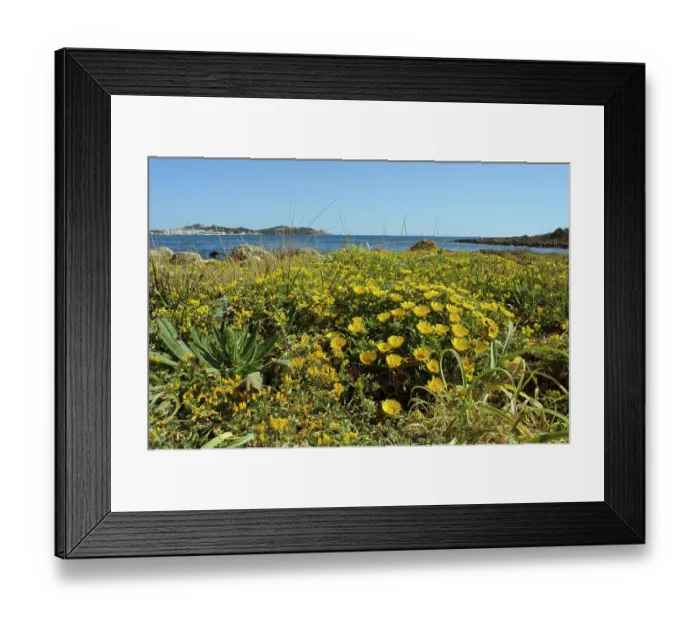 Framed Print : Sea daisy (Asteriscus maritimus) in flower, Cala Ratjada, Majorca, Balearic Islands. April Framed Print : Sea daisy (Asteriscus maritimus) in flower, Cala Ratjada, Majorca, Balearic Islands. April