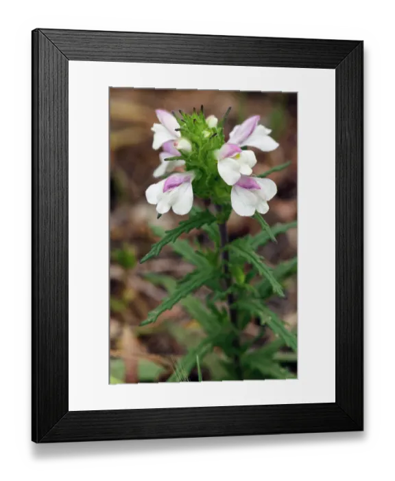 Framed Print : Mediterranean lineseed (Bellardia trixago) in flower, Arta to Capdepera, Majorca, Balearic Islands. April Framed Print : Mediterranean lineseed (Bellardia trixago) in flower, Arta to Capdepera, Majorca, Balearic Islands. April