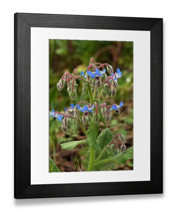 Framed Print : Borage (Borago officinalis) in flower, Arta to Capdepera, Majorca, Balearic Islands. April Framed Print : Borage (Borago officinalis) in flower, Arta to Capdepera, Majorca, Balearic Islands. April