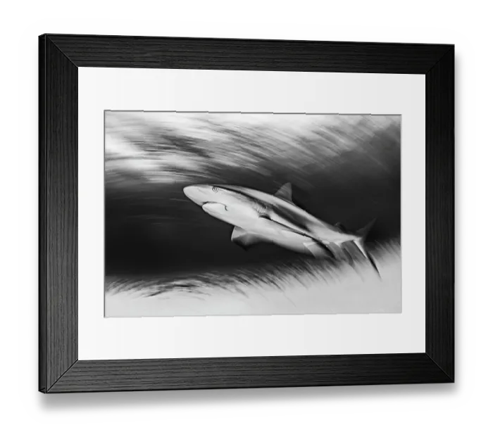 Framed Print : RF - Caribbean reef shark (Carcharhinus perezi) swimming in shallow water, Little Bahama Bank, Grand Bahama Island, Bahamas, Atlantic Ocean. Endangered. Controlled conditions Framed Print : RF - Caribbean reef shark (Carcharhinus perezi) swimming in shallow water, Little Bahama Bank, Grand Bahama Island, Bahamas, Atlantic Ocean. Endangered. Controlled conditions