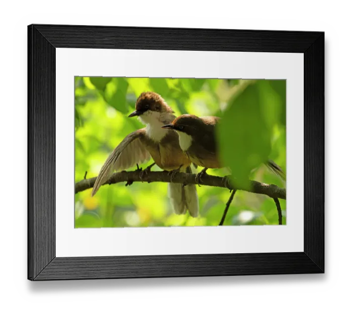 Framed Print : RF - Two White-throated laughingthrushes (Pterorhinus albogularis) perched side by side on a branch, one spreading its wings, Sattal, Uttarakhand, India Framed Print : RF - Two White-throated laughingthrushes (Pterorhinus albogularis) perched side by side on a branch, one spreading its wings, Sattal, Uttarakhand, India