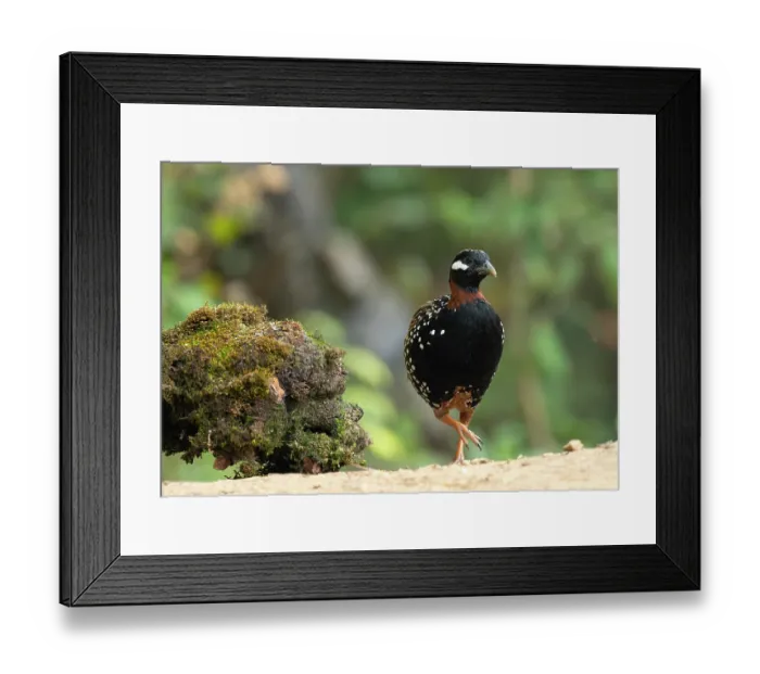 Framed Print : Black francolin (Francolinus francolinus) male, portrait, Sattal, Uttarakhand, India Framed Print : Black francolin (Francolinus francolinus) male, portrait, Sattal, Uttarakhand, India
