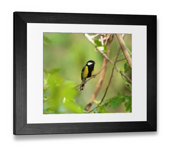 Framed Print : Green-backed tit (Parus monticolus) perched on branch, Sattal, Uttarakhand, India Framed Print : Green-backed tit (Parus monticolus) perched on branch, Sattal, Uttarakhand, India