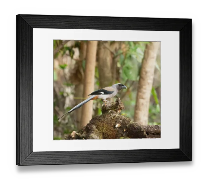 Framed Print : Grey treepie (Dendrocitta formosae) perched on tree stump, feeding, Sattal, Uttarakhand, India Framed Print : Grey treepie (Dendrocitta formosae) perched on tree stump, feeding, Sattal, Uttarakhand, India