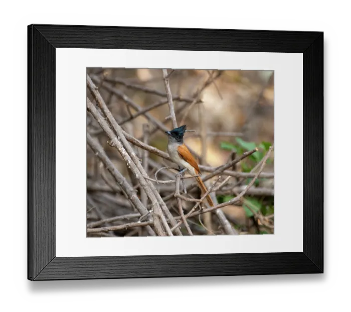 Framed Print : Indian paradise flycatcher (Terpsiphone paradisi) female, perched on a branch, Sattal, Uttarakhand, India Framed Print : Indian paradise flycatcher (Terpsiphone paradisi) female, perched on a branch, Sattal, Uttarakhand, India
