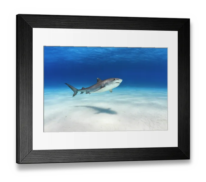 Framed Print : RF - Tiger shark (Galeocerdo cuvier) female, swimming over a shallow sand bank, Little Bahama Bank, Grand Bahama Island, Bahamas, Atlantic Ocean. Controlled conditions Framed Print : RF - Tiger shark (Galeocerdo cuvier) female, swimming over a shallow sand bank, Little Bahama Bank, Grand Bahama Island, Bahamas, Atlantic Ocean. Controlled conditions