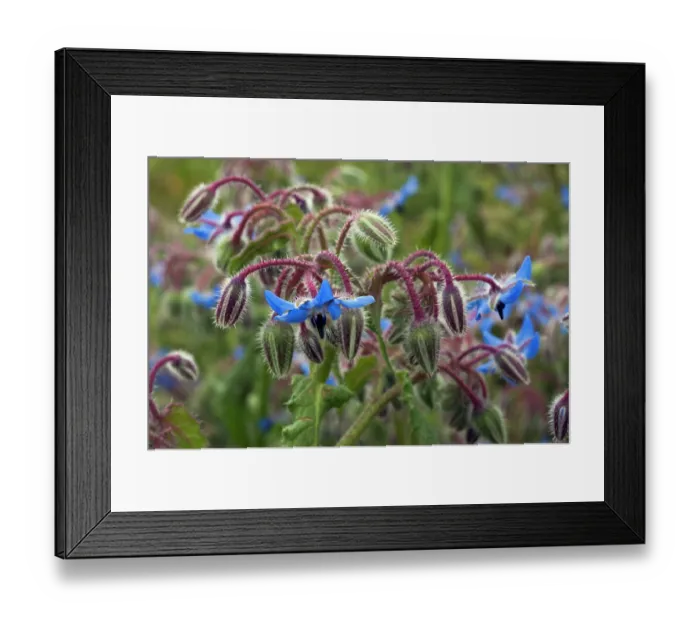 Framed Print : Borage (Borago officinalis) in flower, Arta to Capdepera, Majorca, Balearic Islands. April Framed Print : Borage (Borago officinalis) in flower, Arta to Capdepera, Majorca, Balearic Islands. April