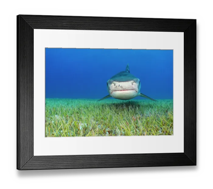 Framed Print : RF - Tiger shark (Galeocerdo cuvier) swimming over Manatee grass (Syringodium filiforme), Little Bahama Bank, Grand Bahama Island. Bahamas, Atlantic Ocean. Controlled conditions Framed Print : RF - Tiger shark (Galeocerdo cuvier) swimming over Manatee grass (Syringodium filiforme), Little Bahama Bank, Grand Bahama Island. Bahamas, Atlantic Ocean. Controlled conditions