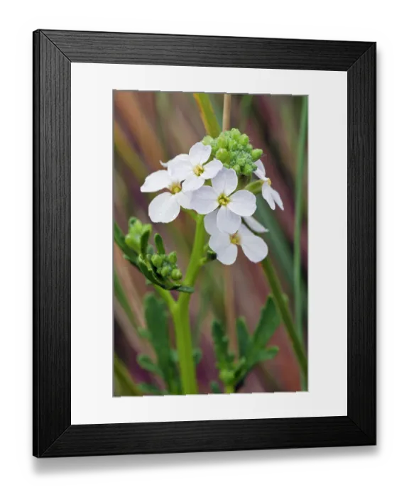 Framed Print : Sea rocket (Cakile maritima) in flower, Bryher, Isles of Scilly, UK. May Framed Print : Sea rocket (Cakile maritima) in flower, Bryher, Isles of Scilly, UK. May