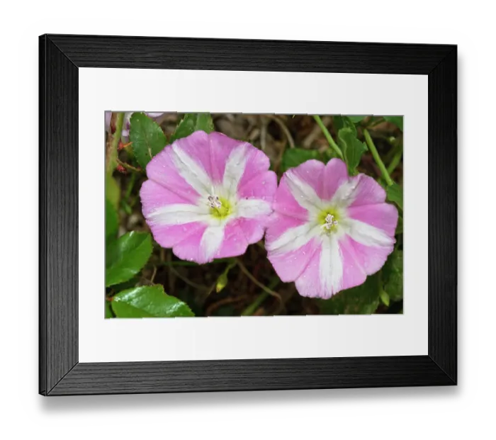 Framed Print : Field bindweed (Convolvulus arvensis) in flower, Arta to Capdepera, Majorca, Balearic Islands. April Framed Print : Field bindweed (Convolvulus arvensis) in flower, Arta to Capdepera, Majorca, Balearic Islands. April