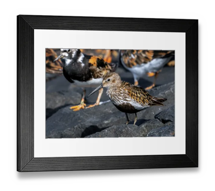 Framed Print : Dunlin (Calidris alpina) in breeding plumage resting among flock of Ruddy turnstones (Arenaria interpres) on groyne, Zeeland, Netherlands. August Framed Print : Dunlin (Calidris alpina) in breeding plumage resting among flock of Ruddy turnstones (Arenaria interpres) on groyne, Zeeland, Netherlands. August