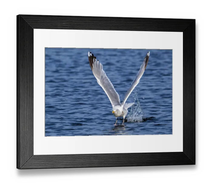 Framed Print : European herring gull (Larus argentatus) taking off from water surface along the North Sea coast in summer, Zeeland, Netherlands. August Framed Print : European herring gull (Larus argentatus) taking off from water surface along the North Sea coast in summer, Zeeland, Netherlands. August
