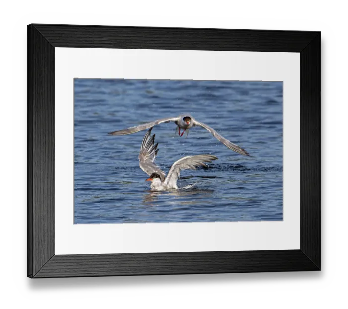Framed Print : Two Common terns (Sterna hirundo) splashing in lake to clean feathers, Zeeland, Netherlands. August