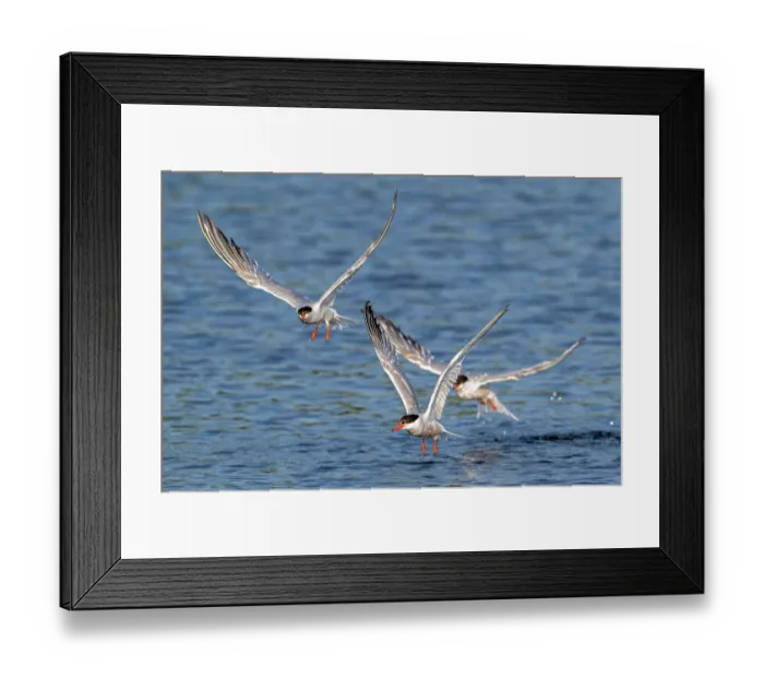 Framed Print : Three Common terns (Sterna hirundo) in breeding plumage, flying over water fishing along the North Sea coast in summer, Zeeland, Netherlands, North Sea. August Framed Print : Three Common terns (Sterna hirundo) in breeding plumage, flying over water fishing along the North Sea coast in summer, Zeeland, Netherlands, North Sea. August